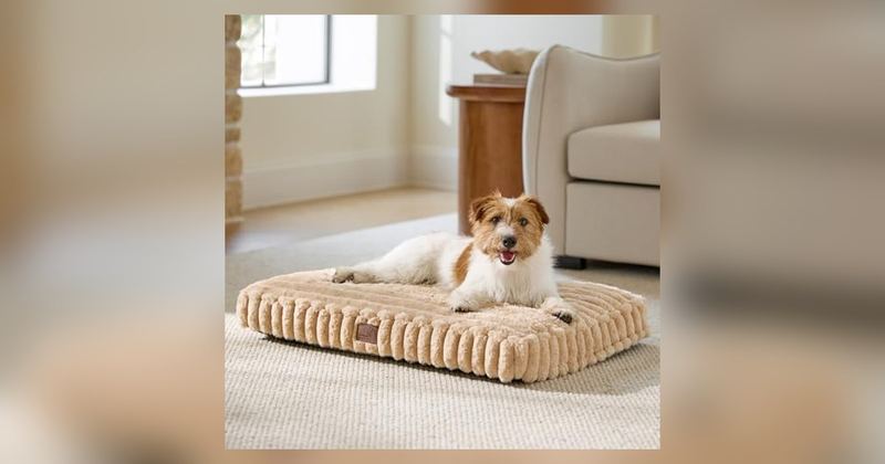 $11.68 Dog Beds on Amazon