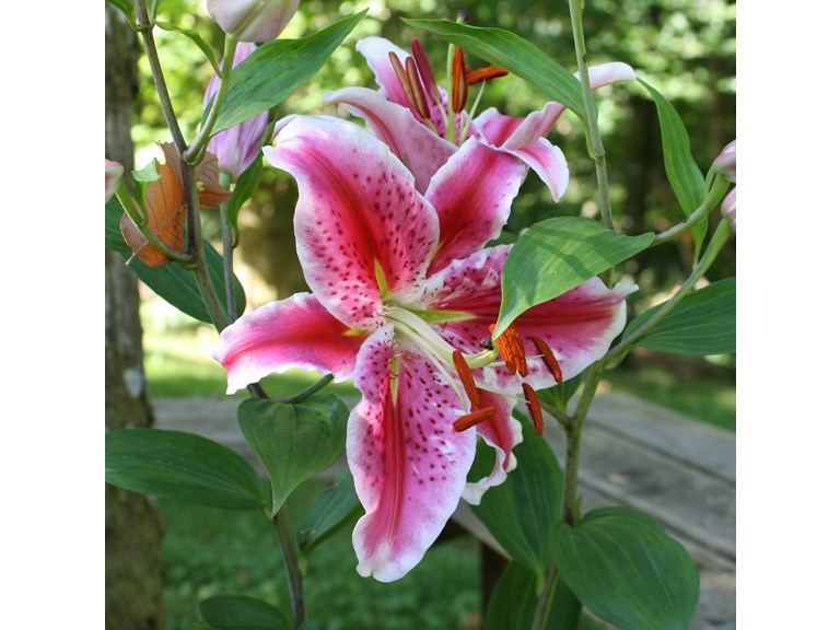 78% OFF: Giant Stargazer Lily - 24 Bulbs