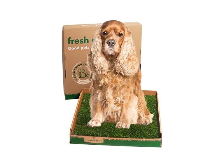 Fresh Patch Real Grass Patch for Dogs, Cats,