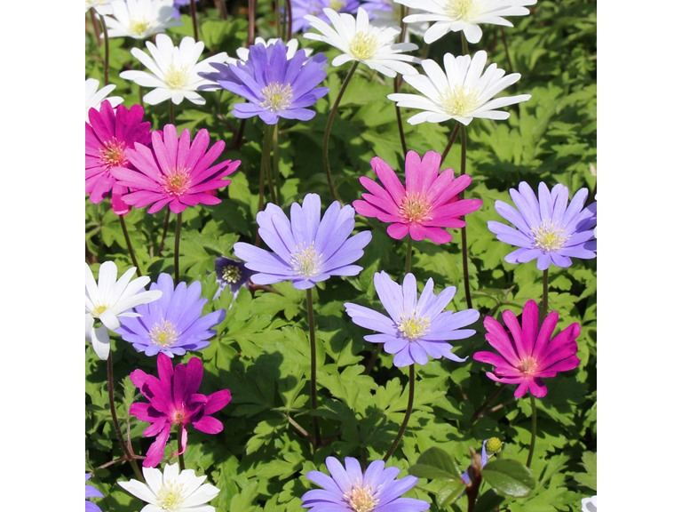 Anemone "Dutch Fireworks" Flower Mix