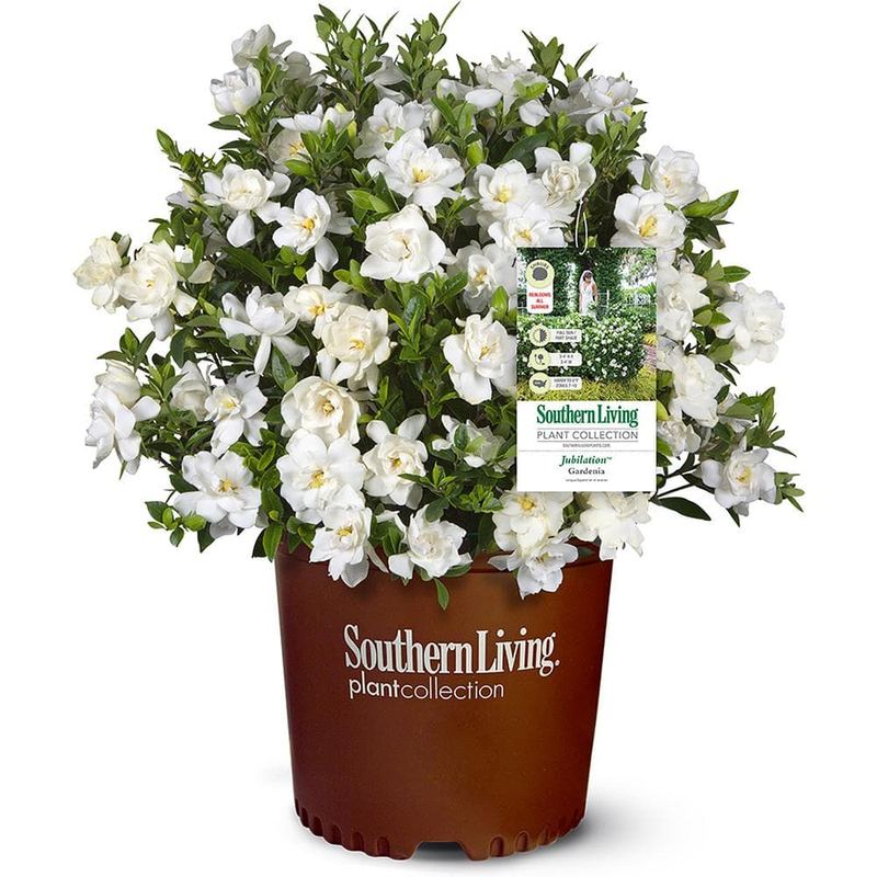 SOUTHERN LIVING - 2 Gal. Jubilation Gardenia Shrub with Fragrant White Flowers